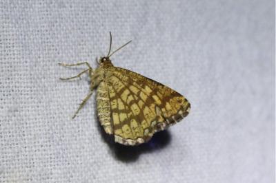 <i>Chiasmia clathrata</i>