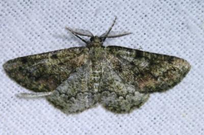 <i>Cleorodes lichenaria</i>