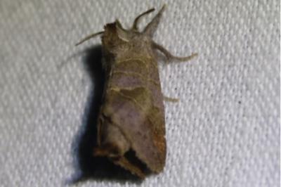 <i>Clostera pigra</i>