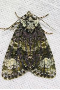 <i>Craniophora ligustri</i>