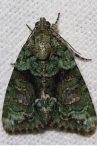 <i>Cryphia algae</i>