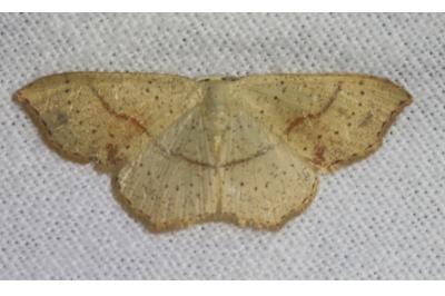 <i>Cyclophora punctaria</i>