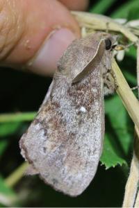<i>Dendrolimus pini</i>