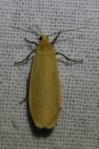 <i>Wittia sororcula</i>