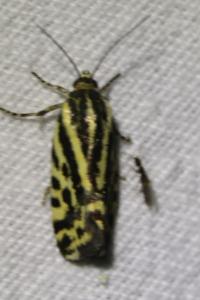 <i>Emmelia trabealis</i>