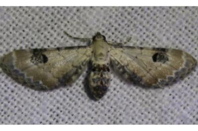 <i>Eupithecia centaureata</i>