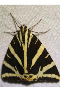 <i>Euplagia quadripunctaria</i>