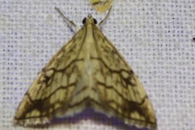 <i>Evergestis pallidata</i>