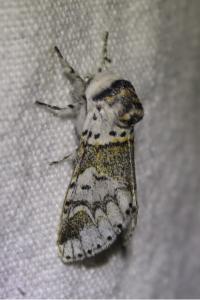 <i>Furcula bifida</i>
