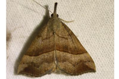 <i>Hypena proboscidalis</i>