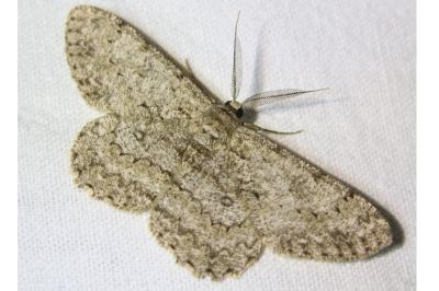 <i>Hypomecis punctinalis</i>
