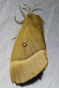 <i>Lasiocampa quercus</i>