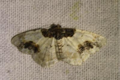 <i>Ligdia adustata</i>