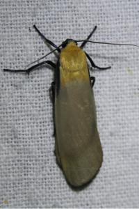 <i>Lithosia quadra</i>