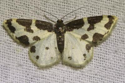 <i>Lomaspilis marginata</i>