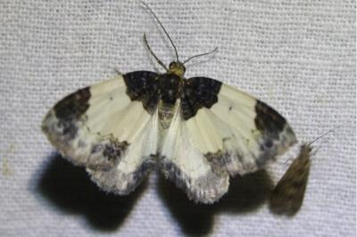 <i>Mesoleuca albicillata</i>