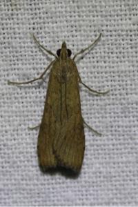 <i>Nomophila noctuella</i>