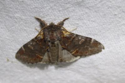 <i>Notodonta dromedarius</i>