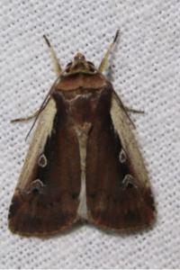 <i>Ochropleura plecta</i>