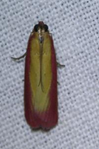 <i>Oncocera semirubella</i>