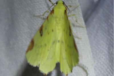 <i>Opisthograptis luteolata</i>