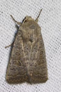 <i>Hoplodrina ambigua</i>