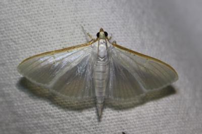 <i>Palpita vitrealis</i>