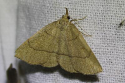 <i>Paracolax tristalis</i>
