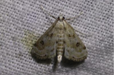 <i>Parapoynx stratiotata</i>