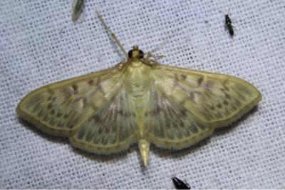 <i>Patania ruralis</i>