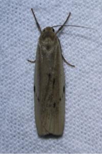<i>Pelosia muscerda</i>