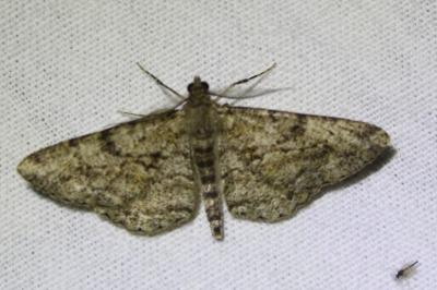 <i>Peribatodes rhomboidaria</i>