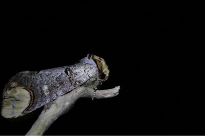 <i>Phalera bucephala</i>