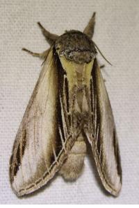 <i>Pheosia tremula</i>
