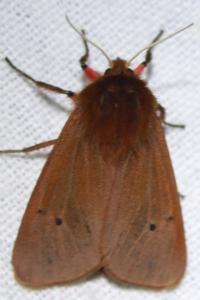<i>Phragmatobia fuliginosa</i>