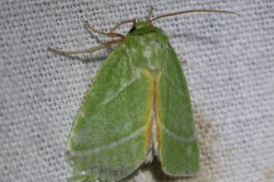 <i>Pseudoips prasinanus</i>