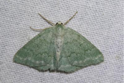 <i>Pseudoterpna pruinata</i>