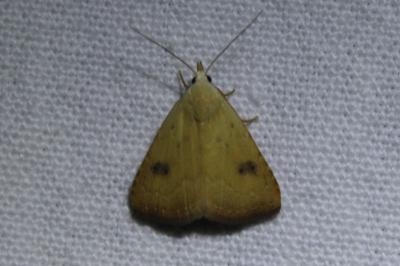 <i>Rivula sericealis</i>