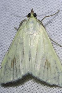 <i>Sitochroa palealis</i>