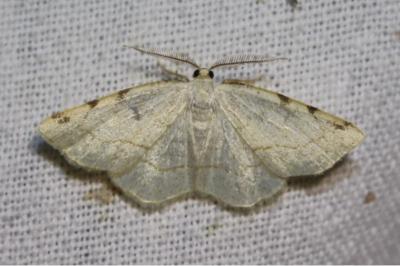 <i>Stegania trimaculata</i>