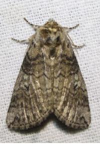 <i>Tethea or</i>