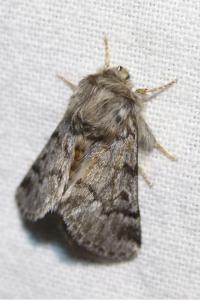 <i>Thaumetopoea pityocampa</i>