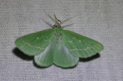 <i>Thetidia smaragdaria</i>