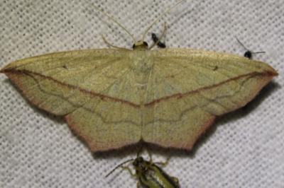 <i>Timandra comae</i>