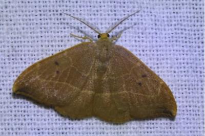 <i>Watsonalla binaria</i>