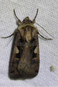 <i>Xestia c-nigrum</i>