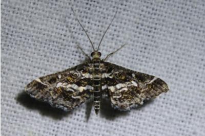 <i>Diasemiopsis ramburialis</i>