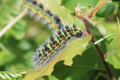 <i>Saturnia pavonia</i>
