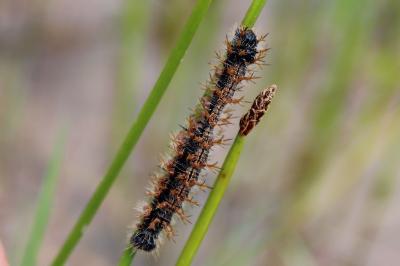 <i>Nymphalis polychloros</i>
