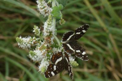 <i>Araschnia levana</i>